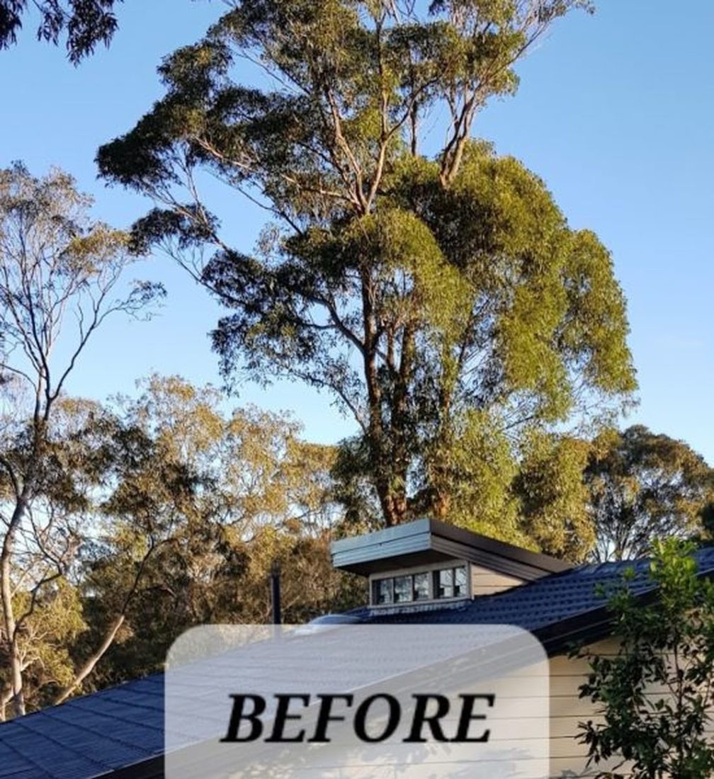 A large gum overhanging the roofline before removal